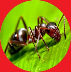 Ant - Chalfont PA